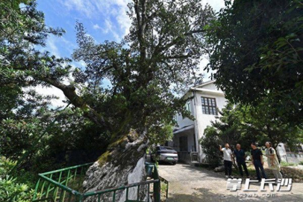 广禾配资 浏阳村民护千年“老古董”，期望借古树群激活乡村旅游